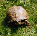 deeavenueboxturtle-142x140