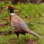 deeavenuepheasant-157x155