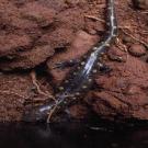 deeavenuesalamander-135x135