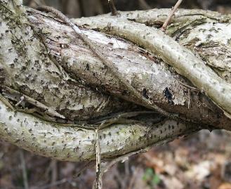 PrestonAvenueApril172004-1-329x269