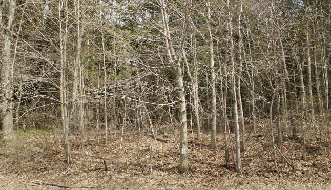 PrestonAvenueApril172004-15-646x371